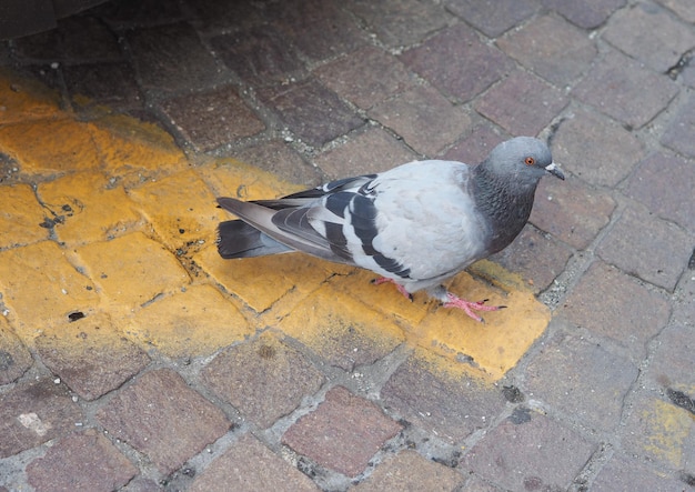 Animal de pájaro paloma doméstica