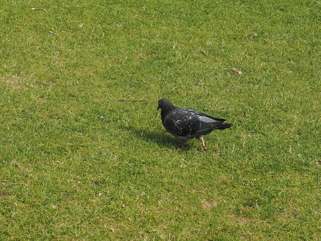 Animal de pájaro paloma doméstica