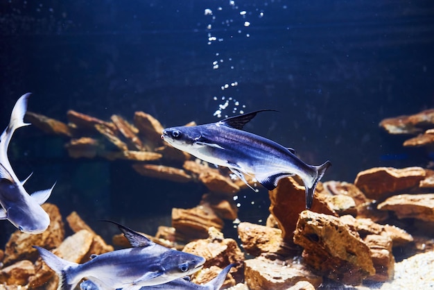 Animal Pangasiidae Vista cercana submarina de peces tropicales Vida en el océano