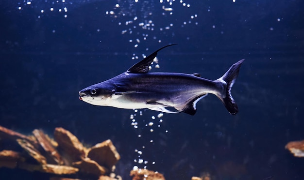 Animal Pangasiidae Vista cercana submarina de peces tropicales Vida en el océano