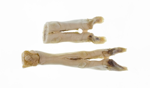 Foto animal de patas secas con pezuñas para perros de compañía