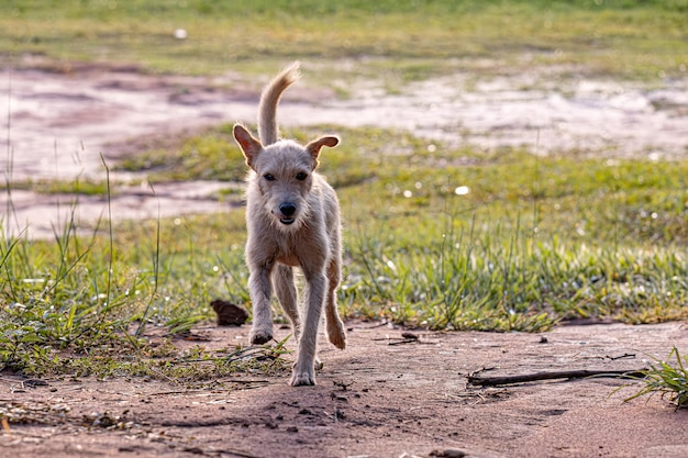 Foto animal perro jugando en el campo