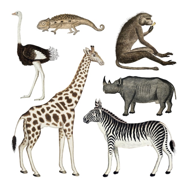 Animal png antike Aquarell-Zeichnungssammlung remixt aus den Kunstwerken von Robert Jacob Gordon