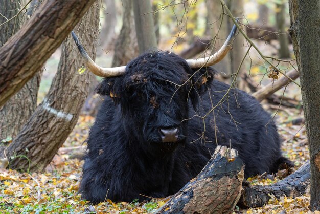 Foto animal preto numa floresta