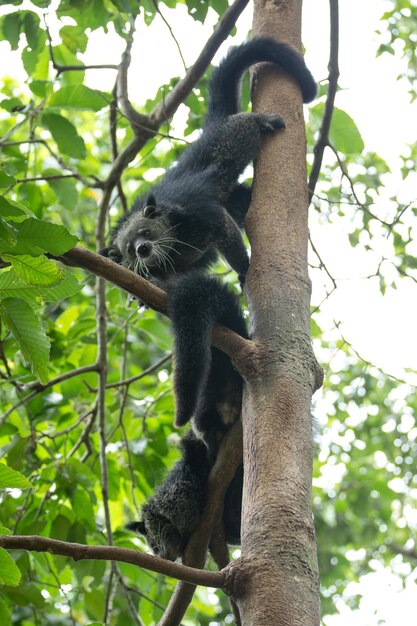 File:Macaco Aranha Preto (Ateles Piniscus).JPG - Wikimedia Commons