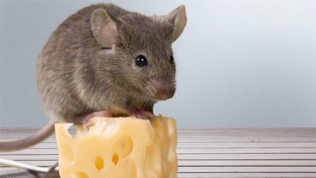 Animal ratón gris y queso en el fondo