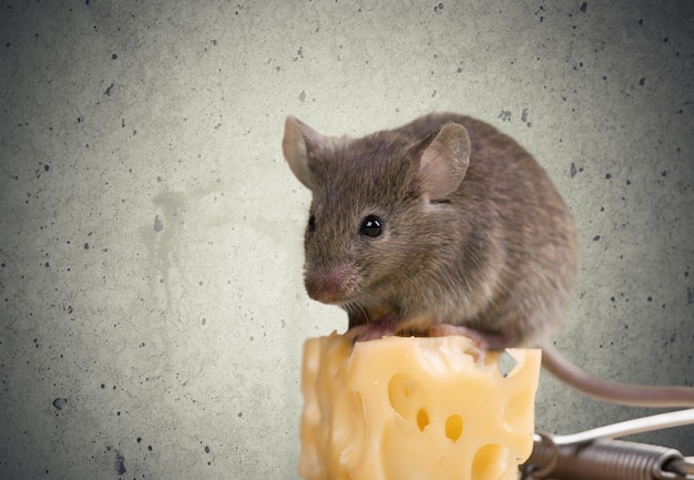 Animal ratón gris y queso en el fondo