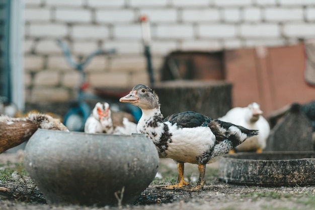 Foto animal rural patos indianos andando e comendo no quintal de uma panela de ferro