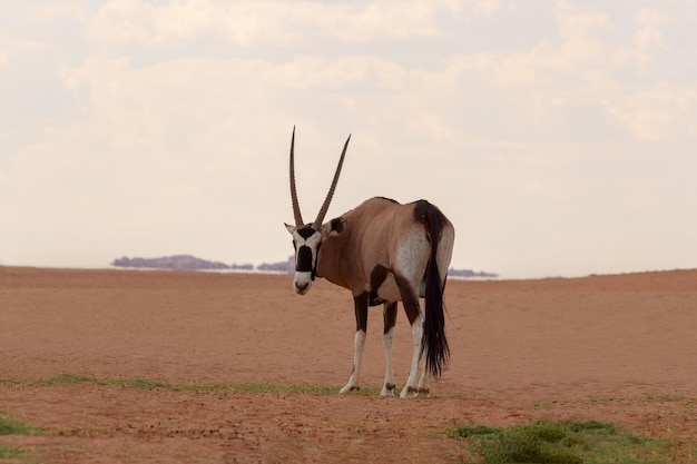 El animal salvaje africano Lonely Oryx camina por el desierto de Namib