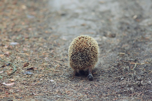 animal salvaje en la naturaleza erizo en el bosque, erizo europeo corre