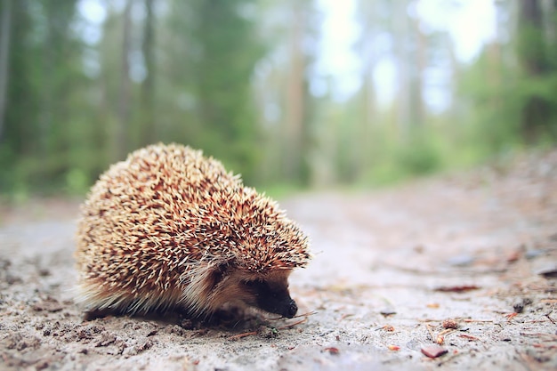 animal salvaje en la naturaleza erizo en el bosque, erizo europeo corre