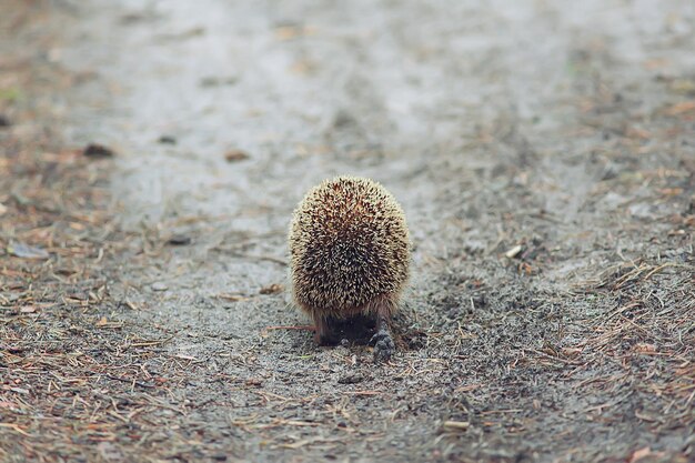 animal salvaje en la naturaleza erizo en el bosque, erizo europeo corre