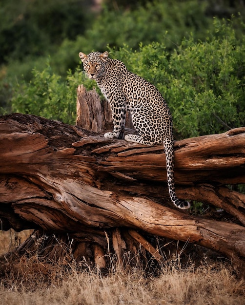 animal salvaje peligro guepardo leopardo naturaleza