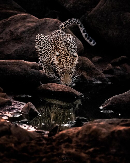 Foto animal salvaje peligro guepardo leopardo naturaleza