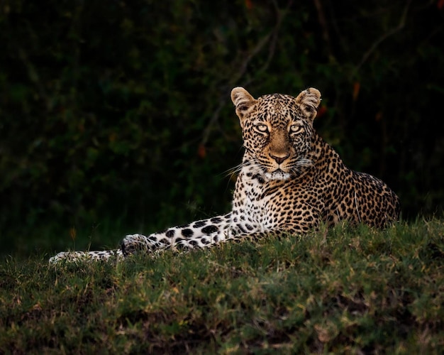 animal salvaje peligro guepardo leopardo naturaleza