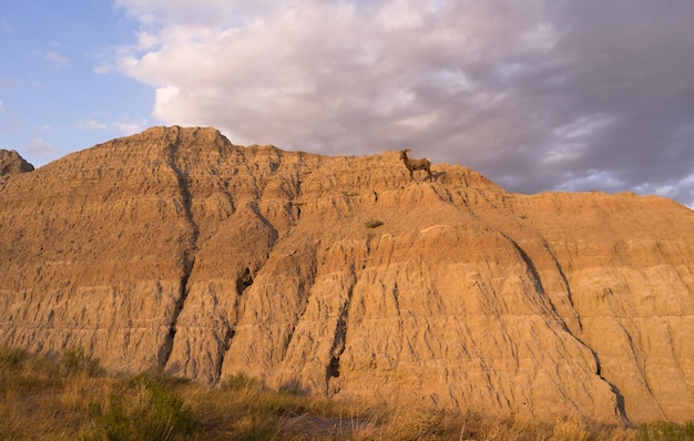 Animal selvagem carneiro selvagem do alto deserto carneiro macho badlands dakota