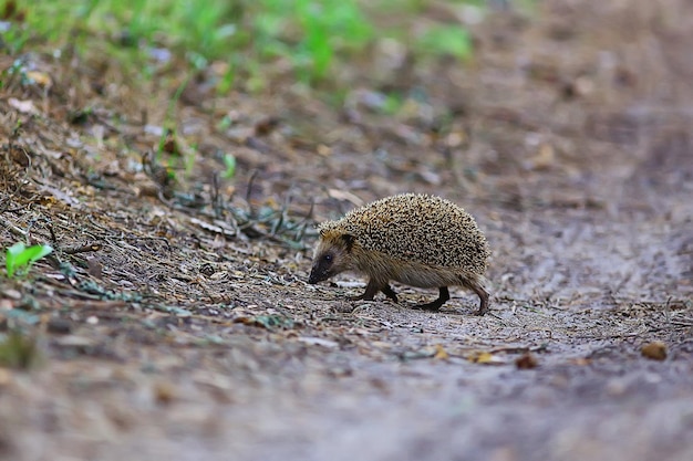 animal selvagem na natureza ouriço na floresta, ouriço europeu corre