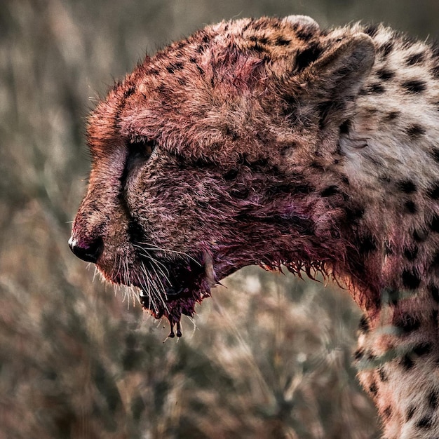 Foto animal selvagem perigo chita leopardo natureza
