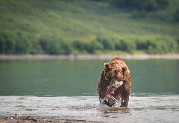 Foto animal sosteniendo peces mientras vadea en el lago