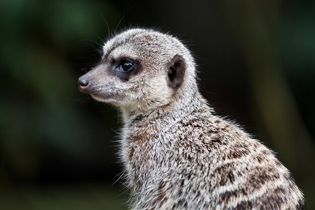 Animal suricato na selva