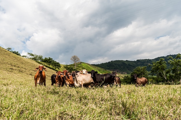 animal de vaca Colombia agricultura