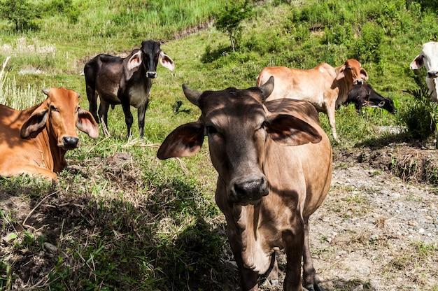 animal de vaca Colombia agricultura