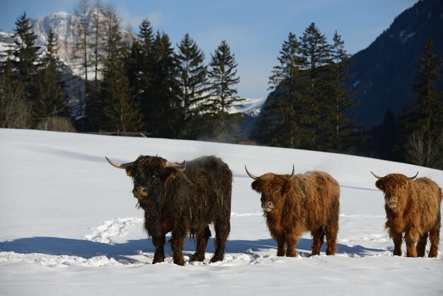 animal vacuno en invierno