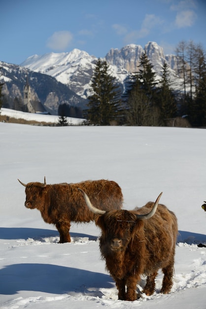 animal vacuno en invierno