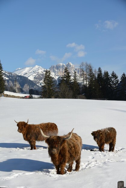 Foto animal vacuno en invierno