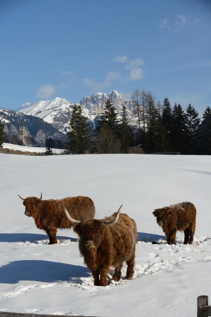 Foto animal vacuno en invierno