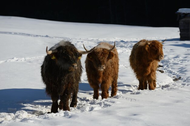 Foto animal vacuno en invierno