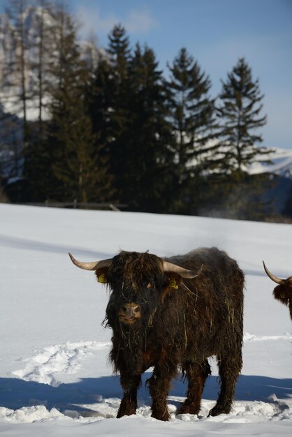 Foto animal vacuno en invierno