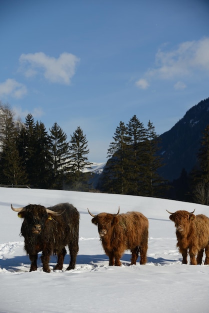 animal vacuno en invierno