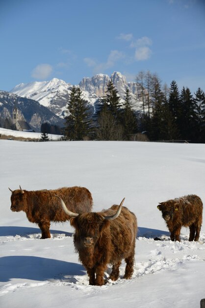 Foto animal vacuno en invierno