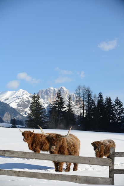 animal vacuno en invierno