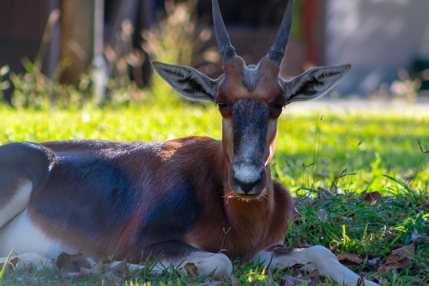 Animales africanos salvajes Bontebok es uno de los antílopes más raros del mundo en el hermoso parque nacional Etosha de pastizales