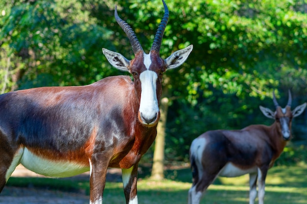 Animales africanos salvajes Bontebok es uno de los antílopes más raros del mundo en el hermoso parque nacional Etosha de pastizales