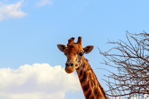 Animales africanos salvajes. Closeup jirafa namibia sobre fondo de cielo natural