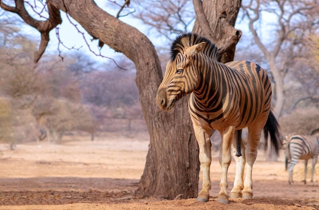 Animales africanos salvajes. Retrato de cebra de cerca. Cebra de las llanuras africanas en las praderas secas de sabana amarilla.