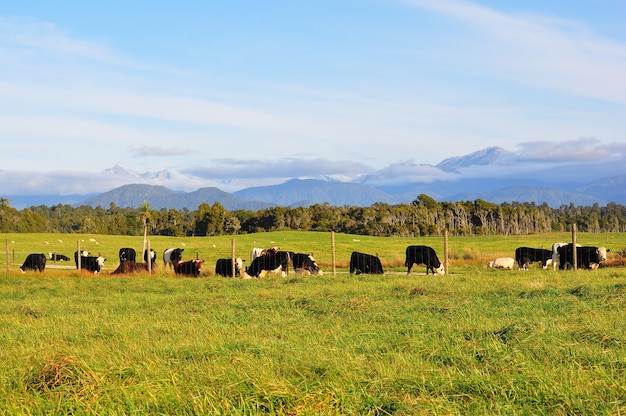 Animales en un campo