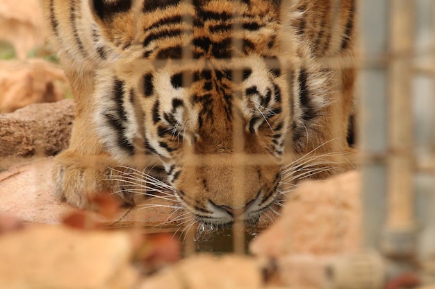 Foto animales en cautiverio