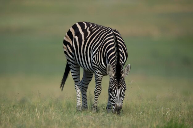 Foto los animales cebra en la naturaleza