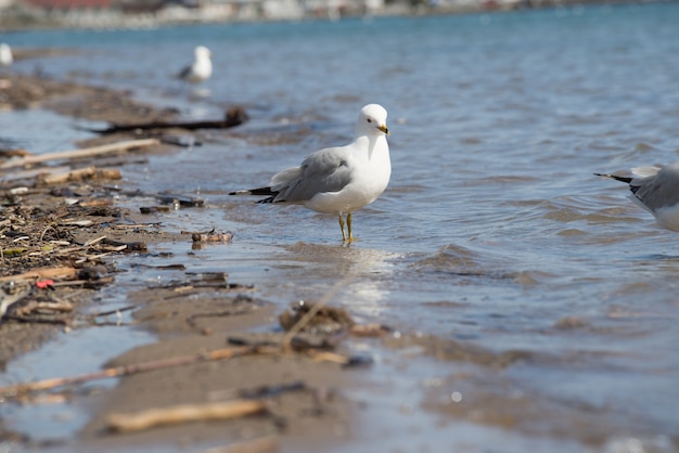 Animales en la ciudad Toronto Canadá