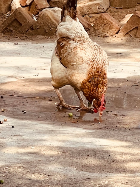 animales comiendo asqueroso