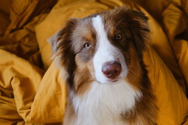 Los animales se comportan como el concepto de personas Hotel y descanso con una mascota Pastor australiano joven en la cama Lindo cachorro aussie se despertó por la mañana en ropa de cama amarilla en casa Retrato de primer plano