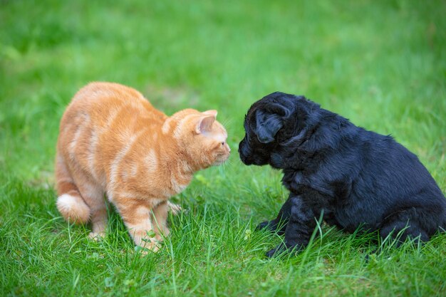 Animales divertidos Cachorro negro y gatito rojo jugando juntos en la hierba en el jardín de verano