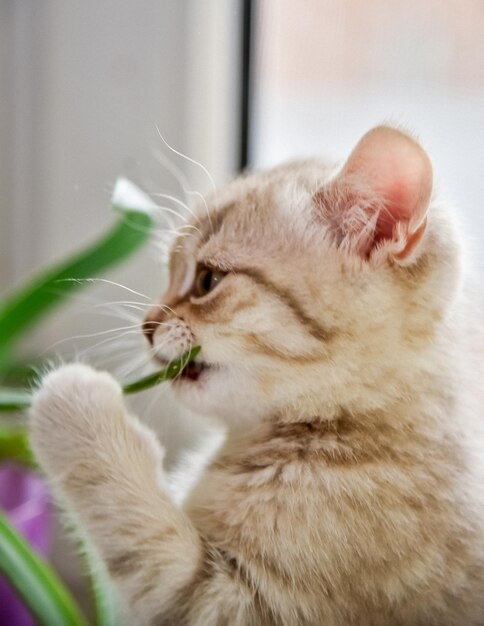 Animales divertidos Un gatito prueba una planta