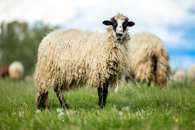 Animales domésticos de oveja de pie en tierras de cultivo