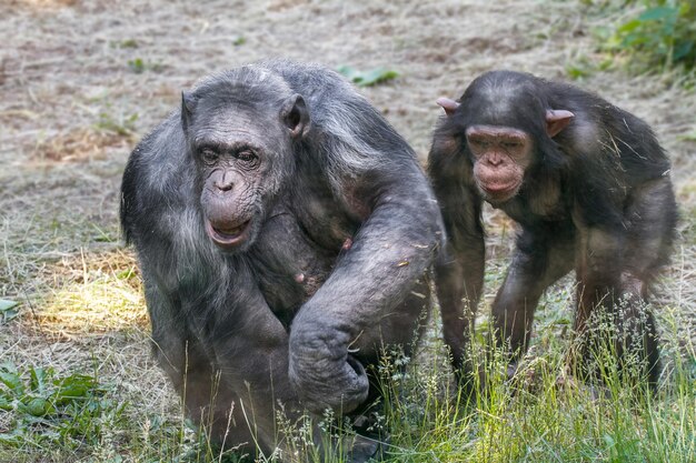 Animales dos chimpancés caminando sobre hierba