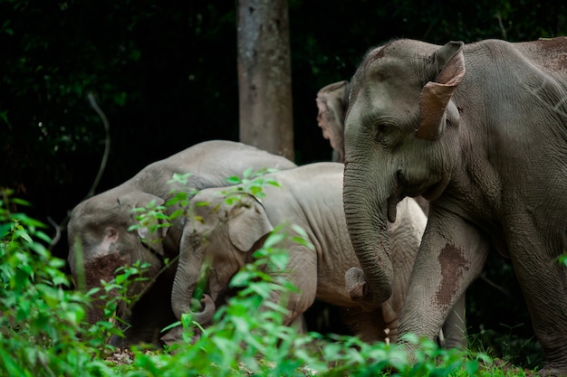 Animales elefantes tailandeses en la naturaleza del bosque en Khao Yai